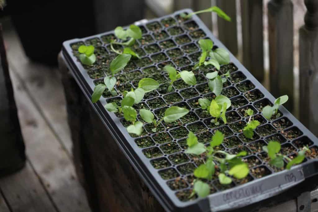 echinacea seedlings in a cell tray, showing how to grow echinacea from seed