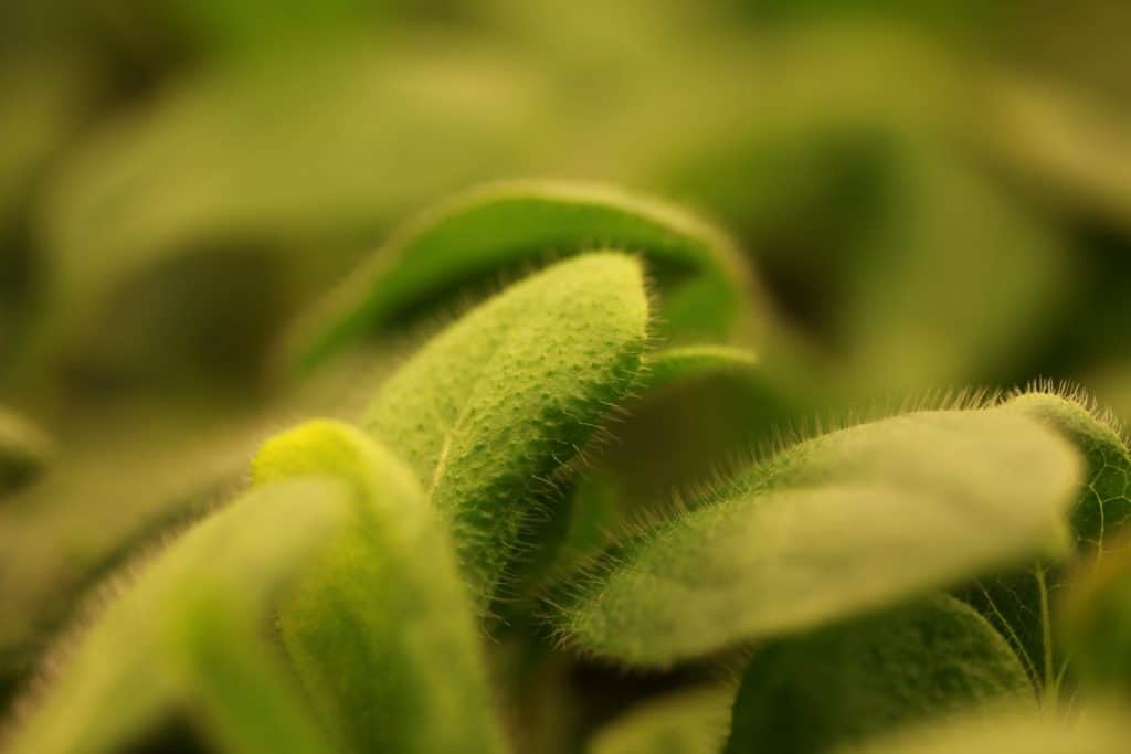 bright green leaves of rudbeckia hirta showing fine hairs