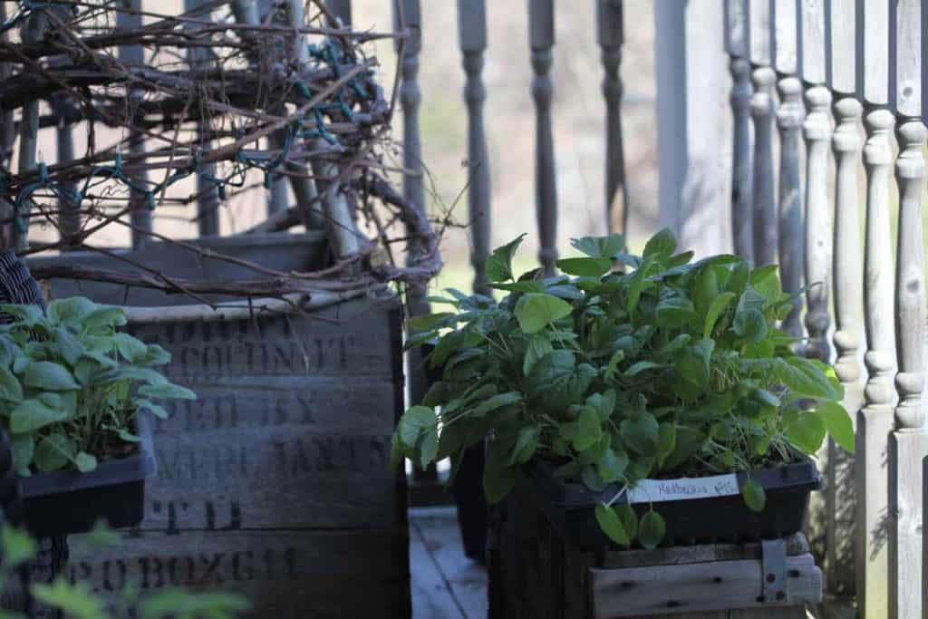 young plants in trays on the front deck