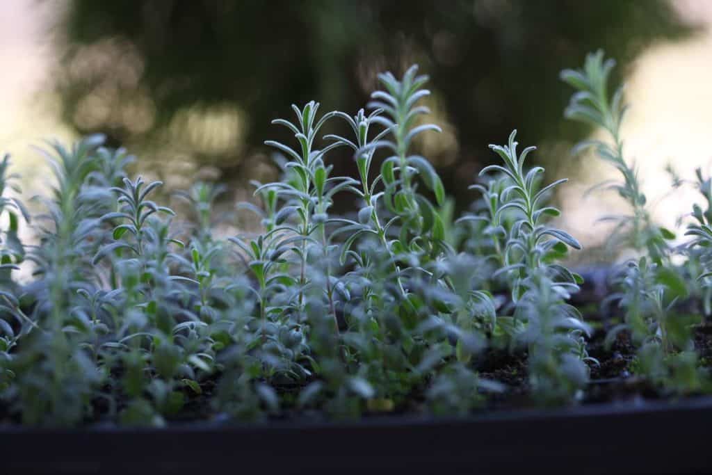 hardening off small lavender seedlings outside