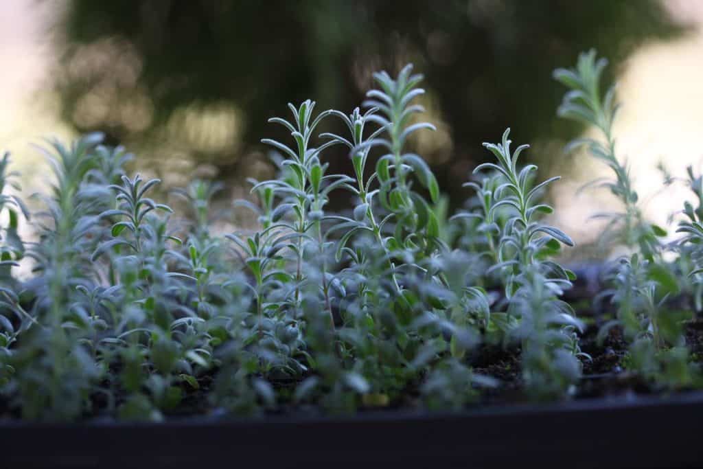 hardening off seedlings images