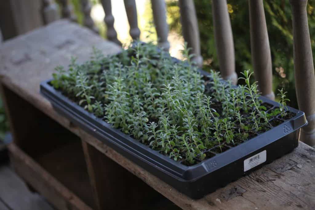 a tray of lavender seedlings on a wooden bench outside