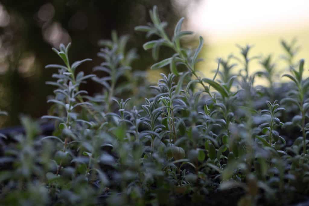 lavender seedlings outside