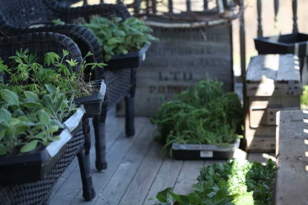 green seedlings on the deck being hardened off