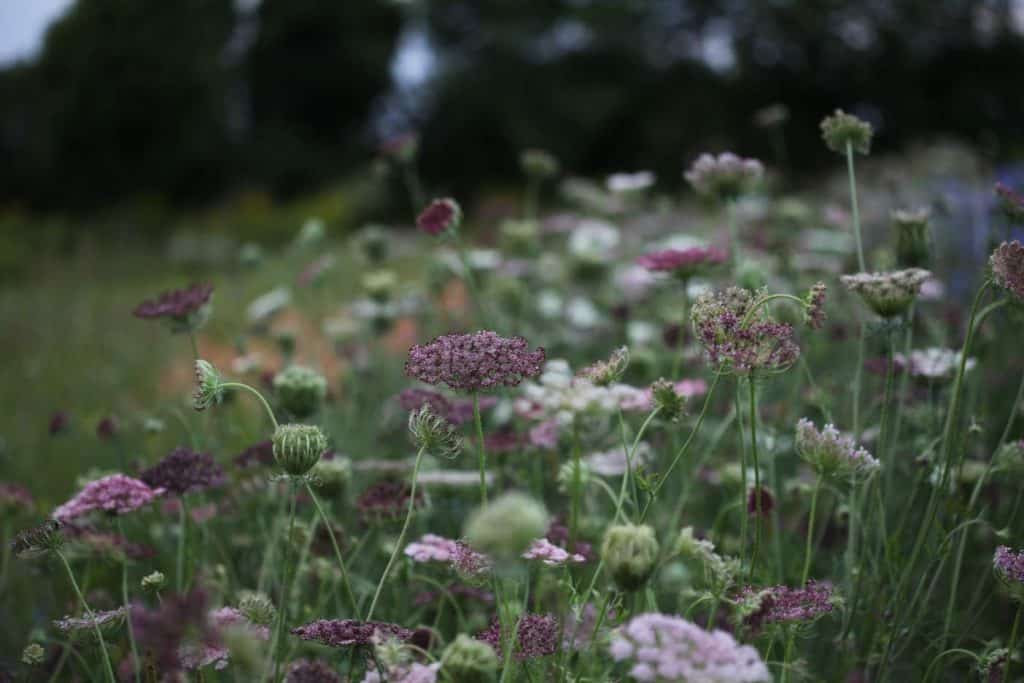 row of Dara blooming in the garden