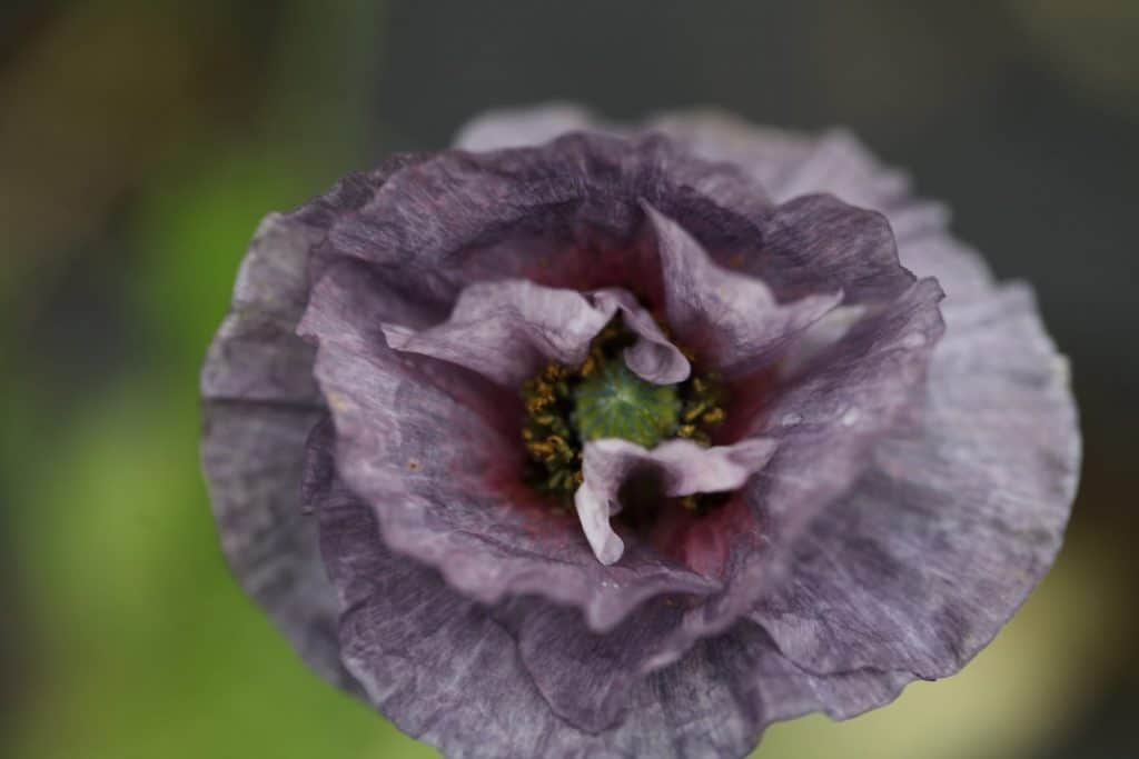 muted purple poppy against a green blurred background