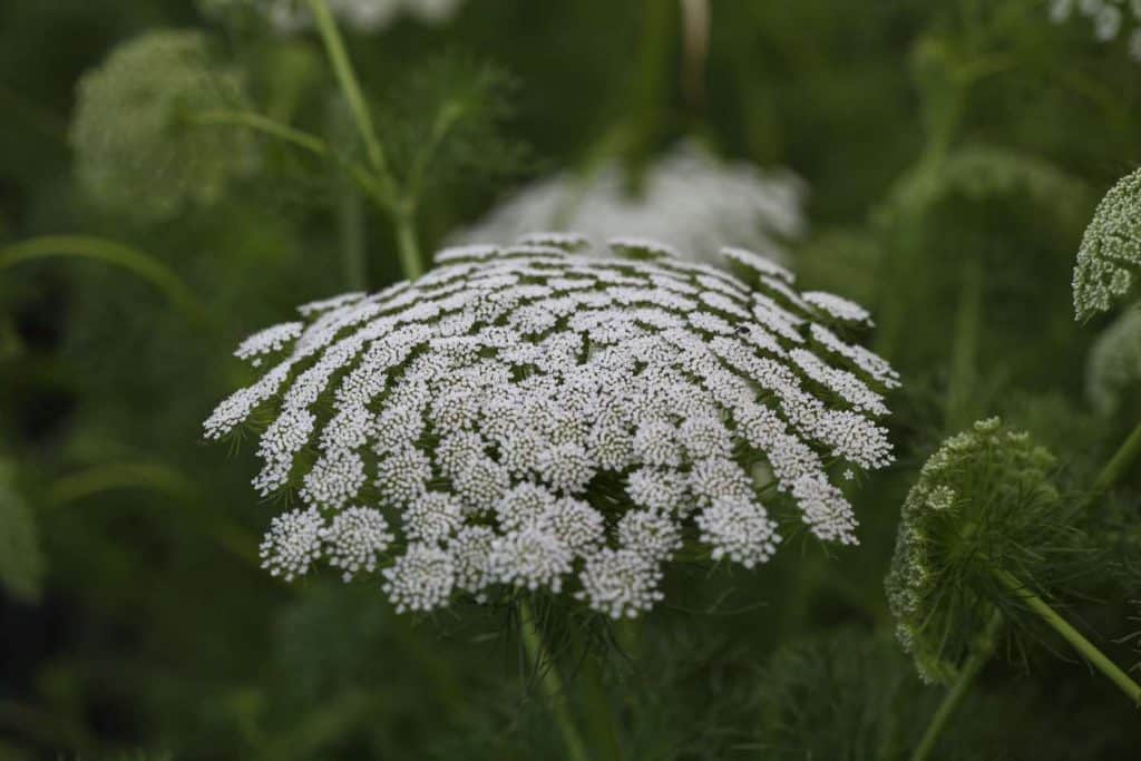 white bloom of hardy annual ammi growing in the garden against a blurred green background