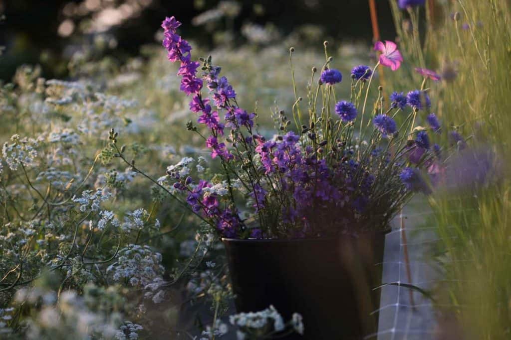 Hardy annuals Ammi, Larkspur, Agrostemma, and Bachelor Buttons growing in the garden in shades of white, pink, purple and blue