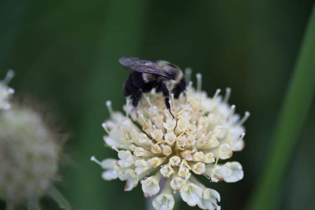 white Scabiosa flower with a bee