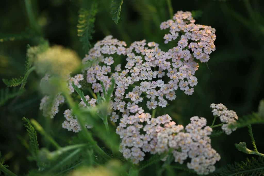 tiny light pink blossoms with green leaves