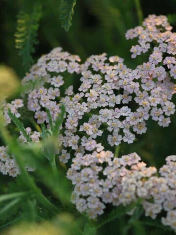 yarrow flowers