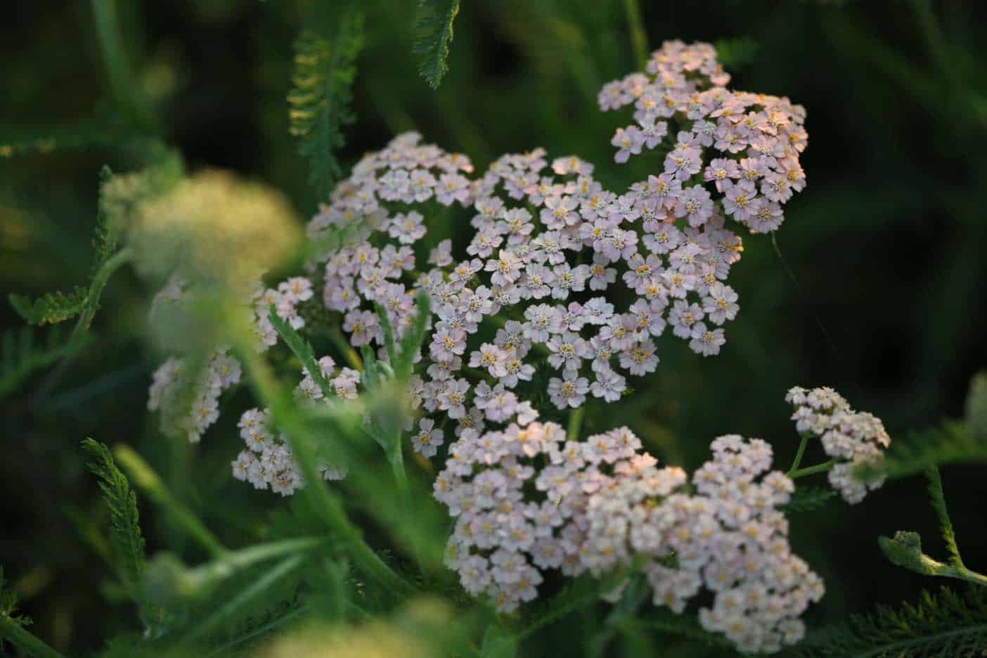 yarrow flowers