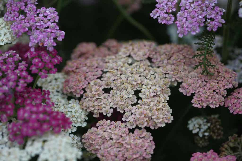 yarrow blossoms in shades of pink, purple, and apricot