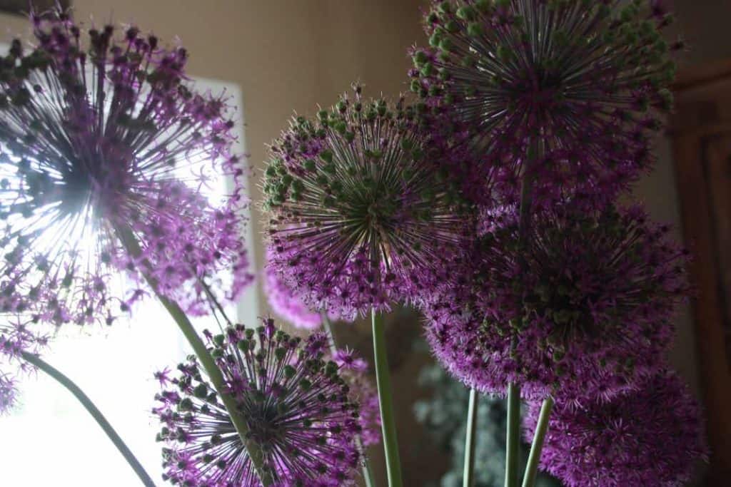 purple alliums from the garden gathered together