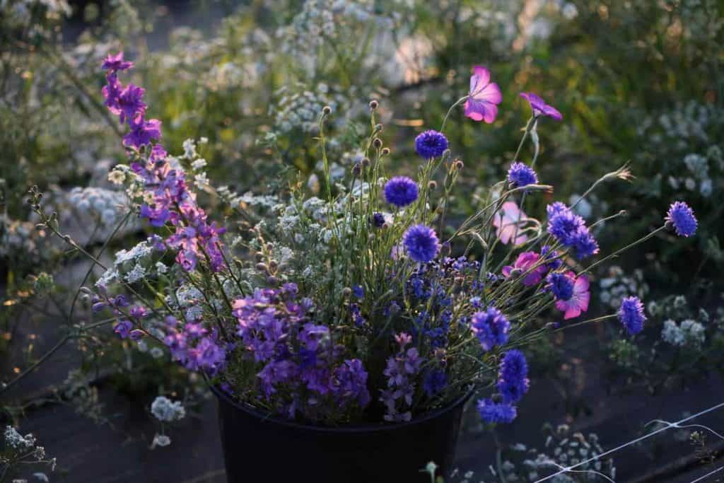 PERENNIAL BACHELOR BUTTONS IN THE GARDEN