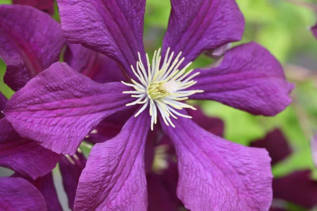 purple bloom showing how to grow Jackmanii clematis