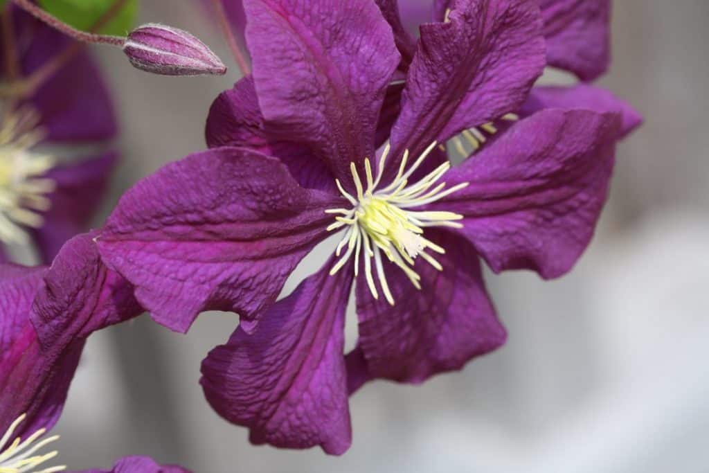 Purple flower and bud against a grey blurred background