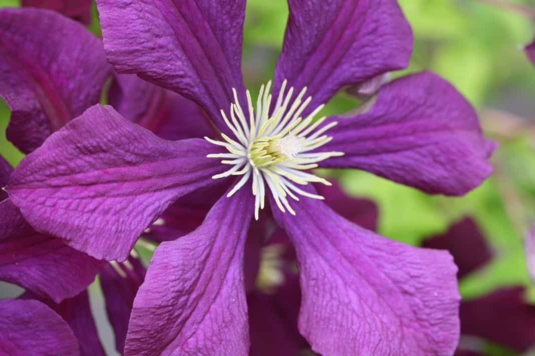 jackmanii clematis vine in bloom