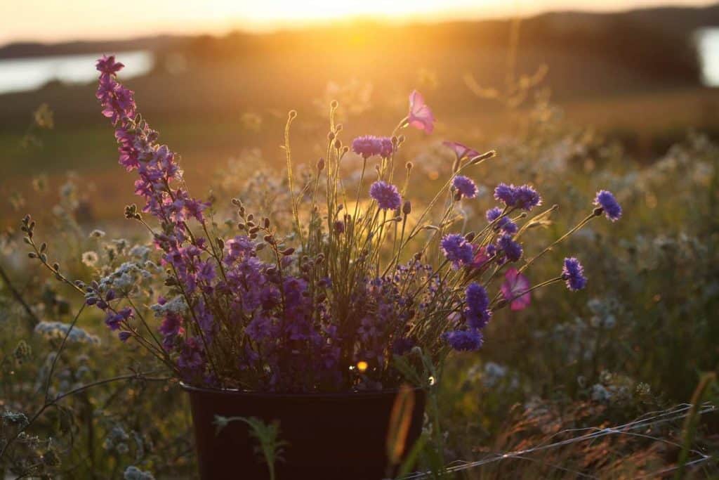 Larkspur out in the garden, freshly harvested in a bucket with other hardy annuals at sunset