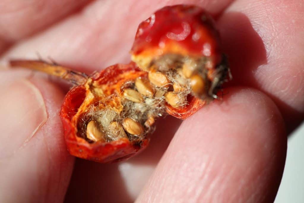 how to grow roses from seed, close up of a hand holding a rose hip cut in half, and showing rose seeds and hairs
