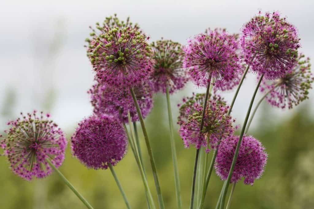 purple alliums going to seed, showing green seed pods on the stems and how to grow alliums from bulbs