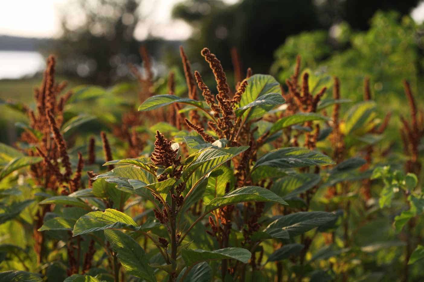 amaranth hot biscuits in the garden