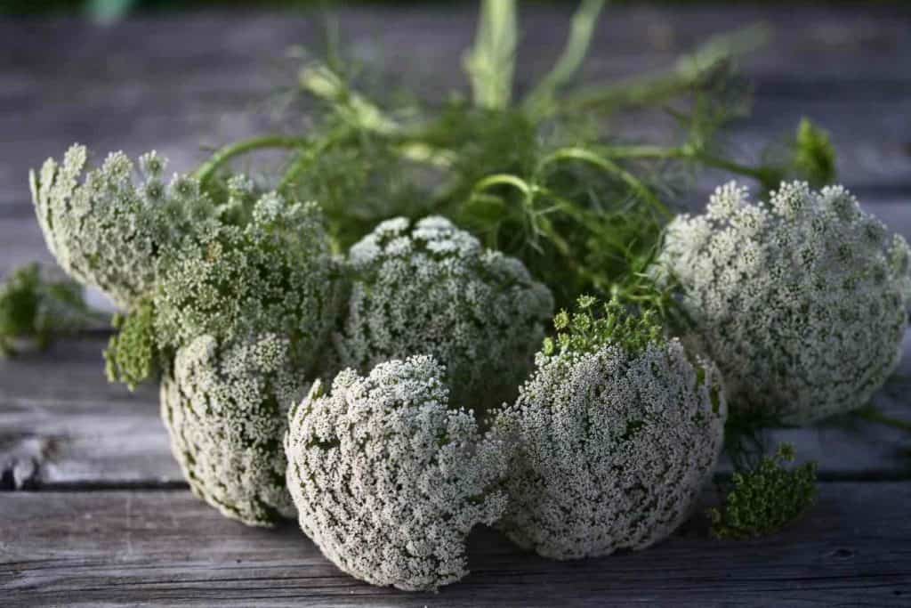 How To Grow Ammi Ammi Majus And Visnaga Farmhouse Blooms