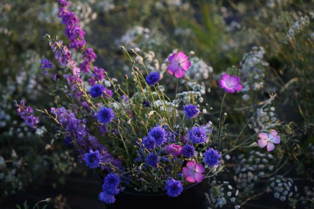 bucket of flowers in the garden including Bachelor Buttons, Agrostemma, Ammi, and Larkspur