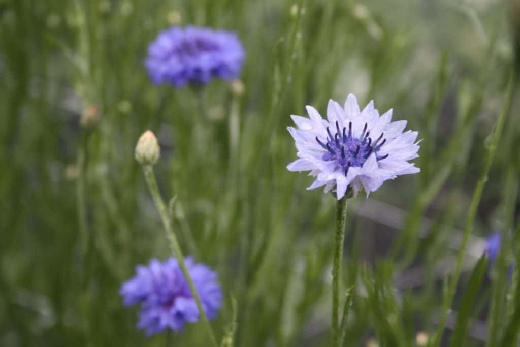 lavender and blue coloured bachelor buttons growing in the garden