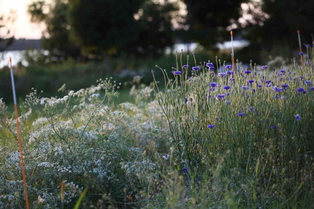 blue bachelor buttons growing in the garden