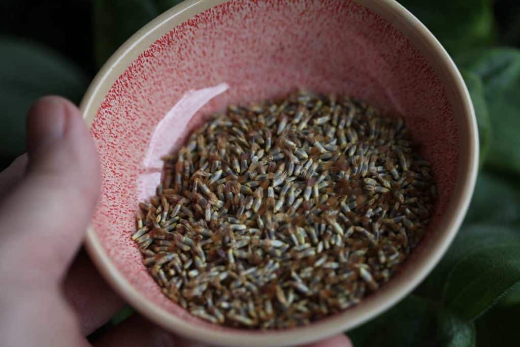 pink bowl containing Bachelor Button seeds, showing how to grow Bachelor Buttons from seed