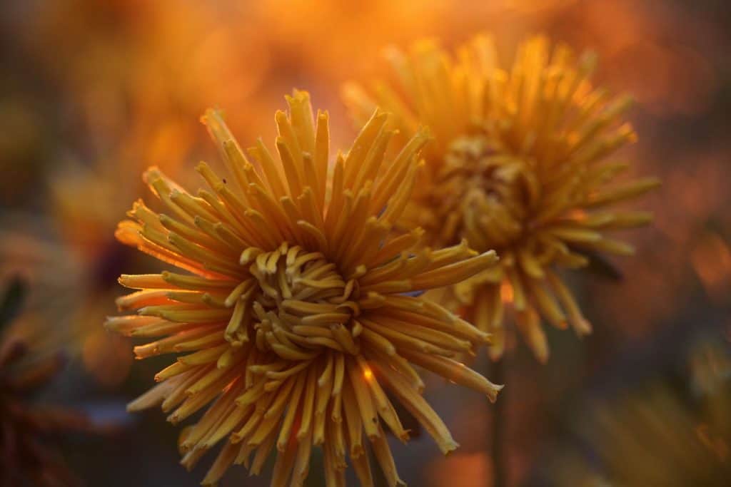 two yellow rudbeckia glowing in the sunset light