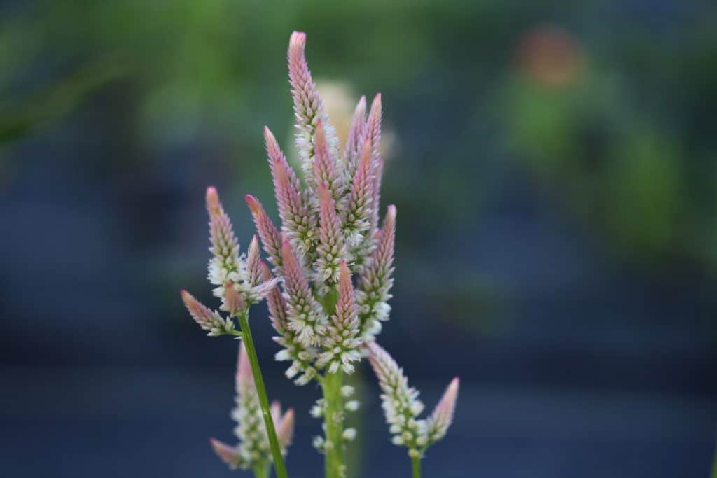 pink and white celosia blooms against a blurred blue background