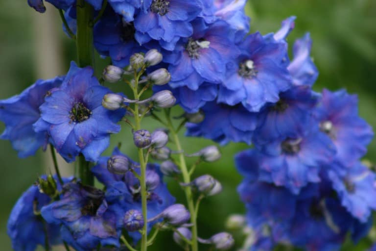 delphinium flowers in the garden