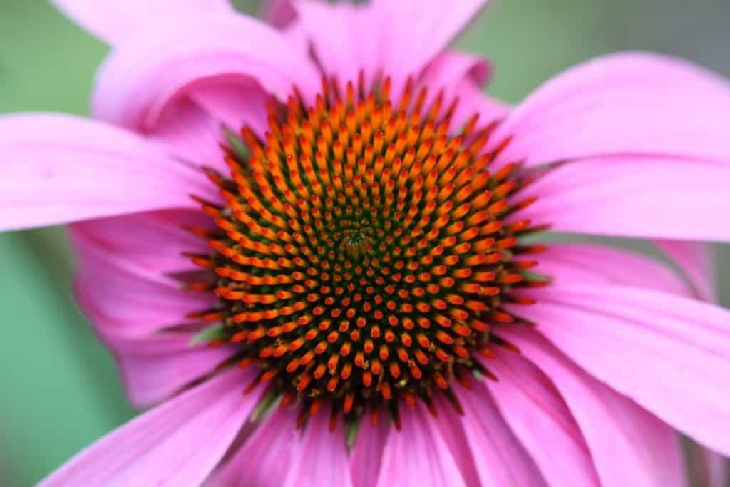 large pink echinacea flower with an orange cone centre, showing how to grow echinacea