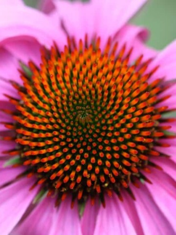 an echinacea flower in the garden