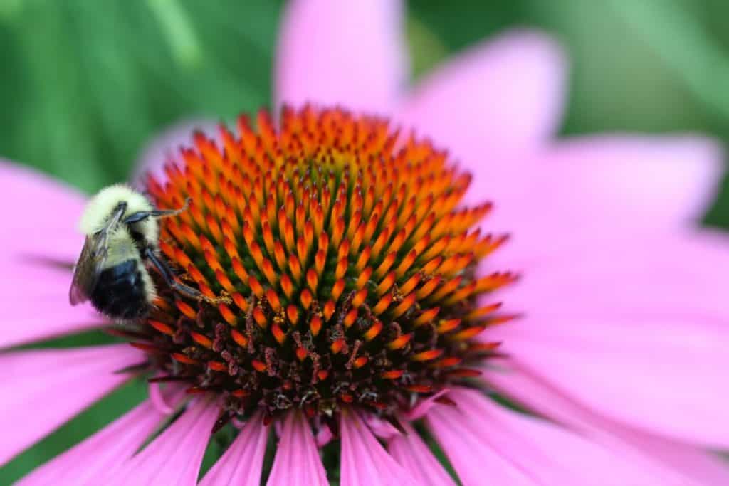 close up of orange centre cone of echinacea, with a bee searching for pollen, surrounded by pink petals
