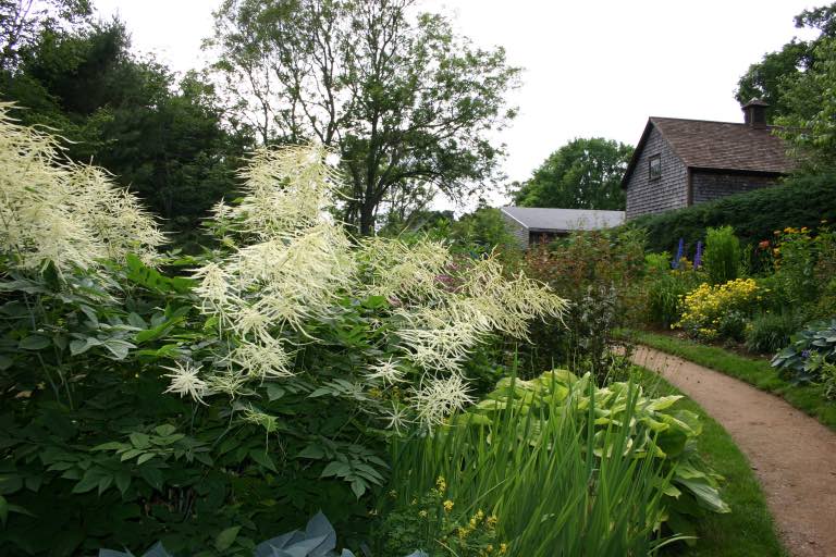 Goat's Beard growing in the garden with other perennial plantings, showing how to grow goat's beard in the garden