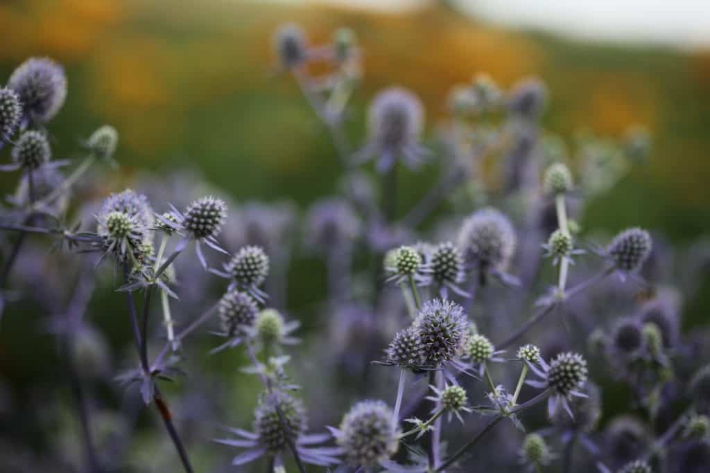 purple spiked blooms of blue glitter sea holly