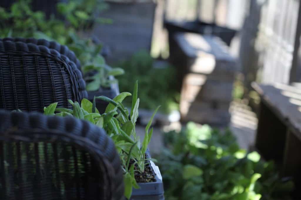 green seedlings on a porch outside showing how to harden off seedlings