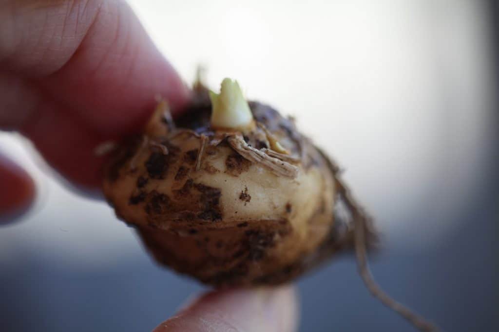 calla lily bulb, or rhizome showing how to plant