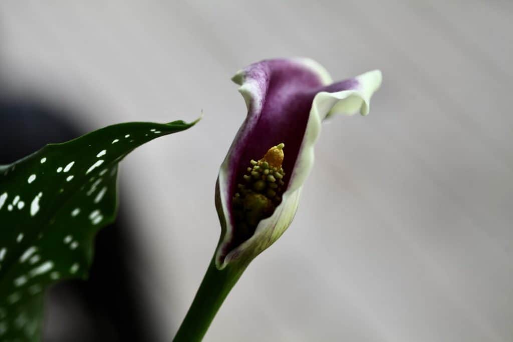 purple and white calla lily bloom, showing internal parts of the flower, showing how to plant calla lily bulbs