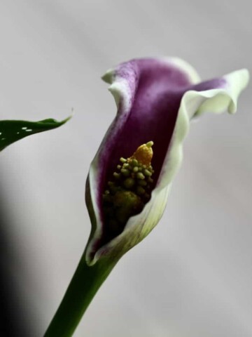 a calla lily flower