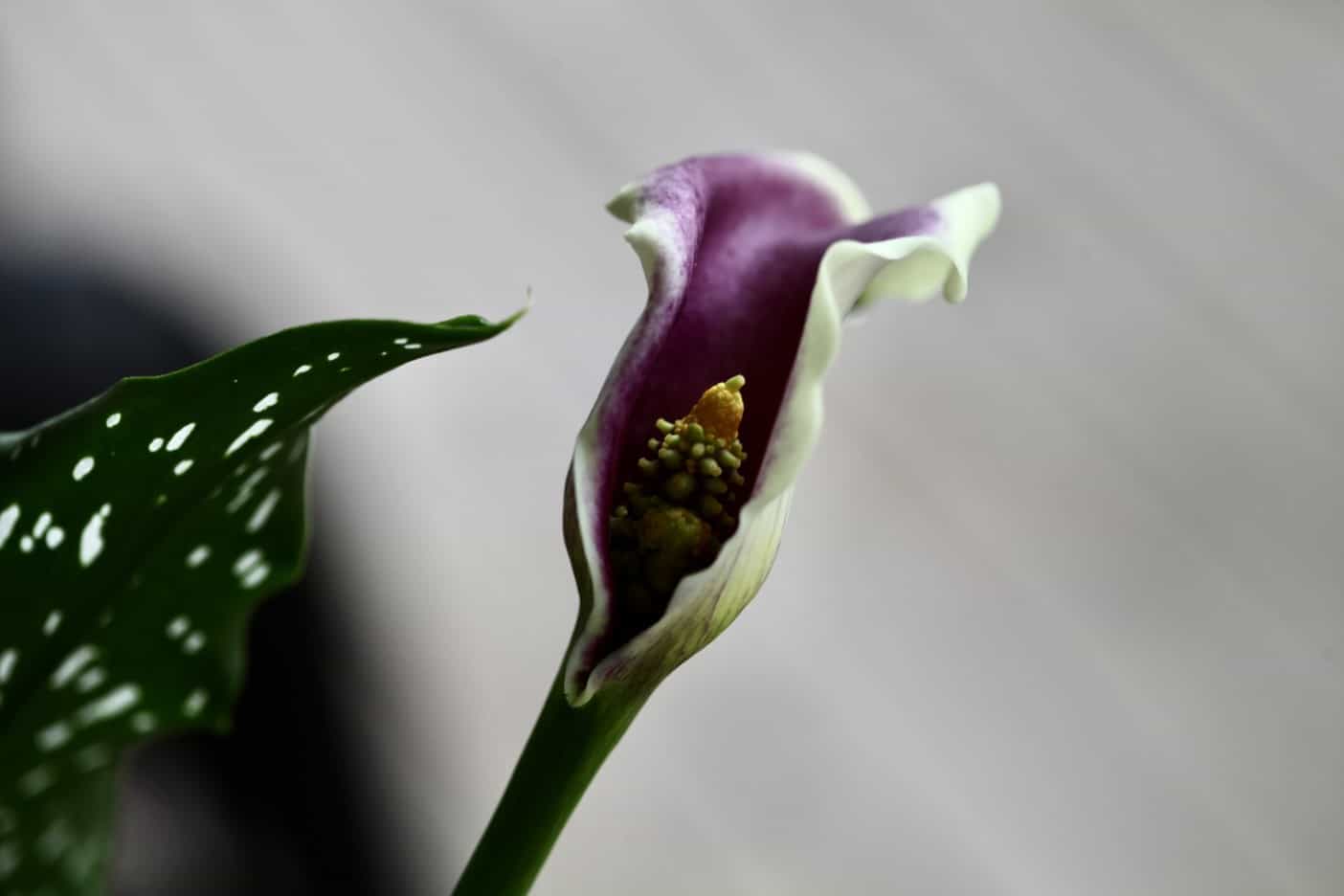 a calla lily flower