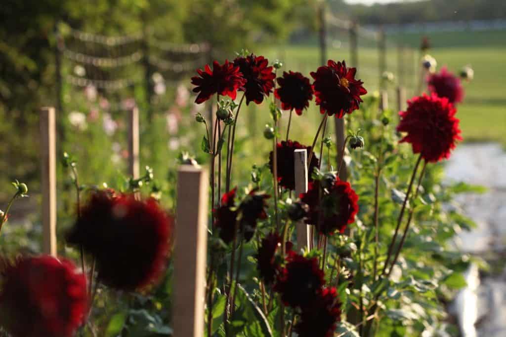 reddish black dahlia flowers growing in a field