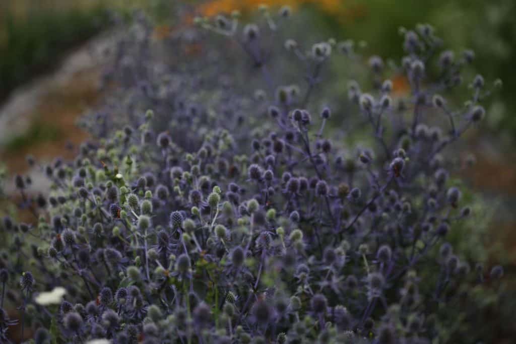 blue sea holly plants growing in the garden