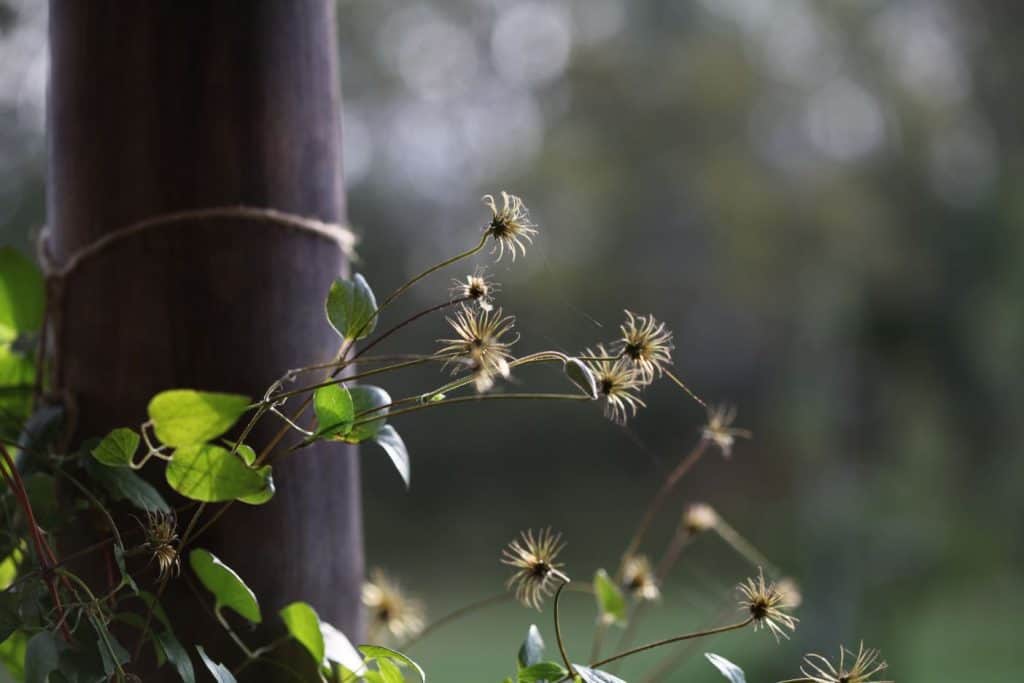 clematis seed pods growing outside