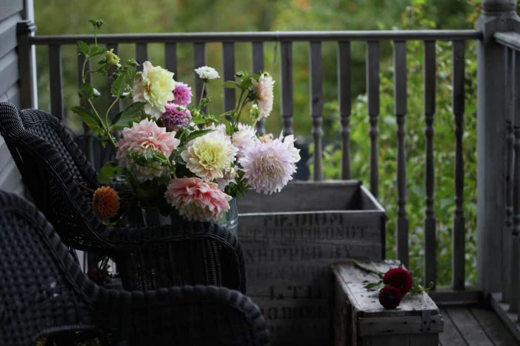 different coloured dahlia flowers in a pail on a black chair