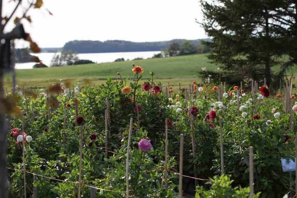 dahlia flowers growing in the garden with a field in the background and a body of water