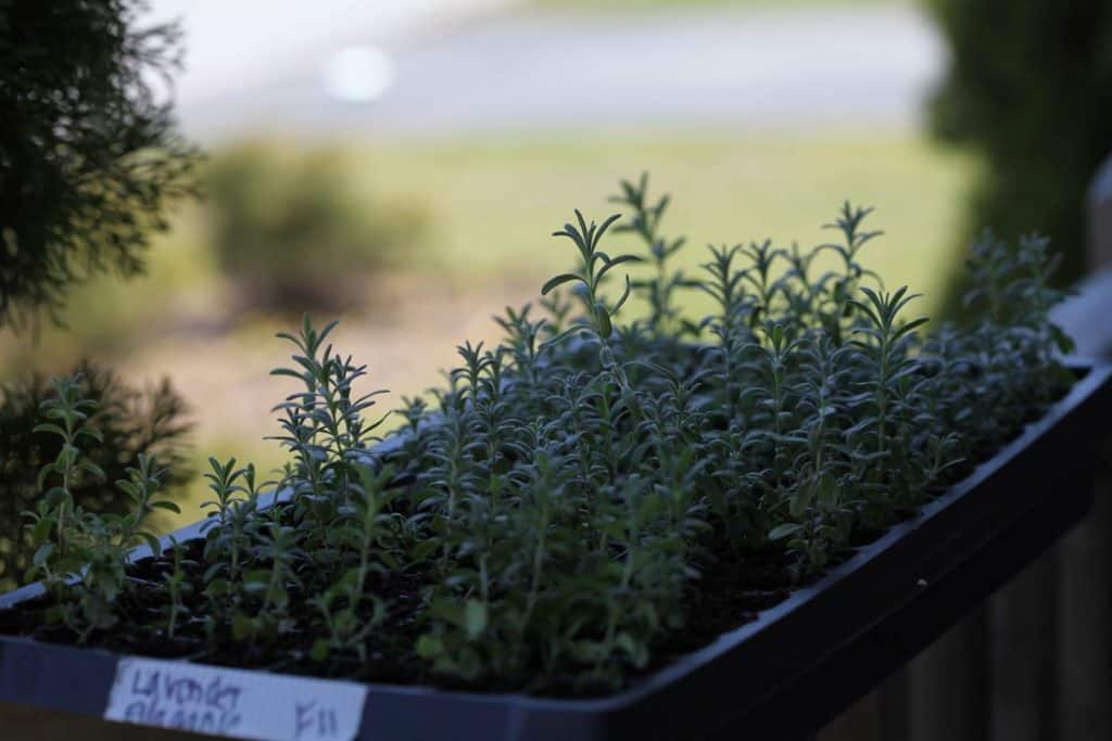 lavender plants in a tray outside on a railing